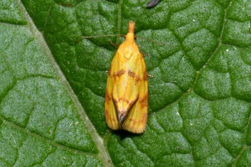 Réf. 233 255 : Agapeta hamana